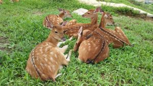 giá con giống hươu sao hiện nay