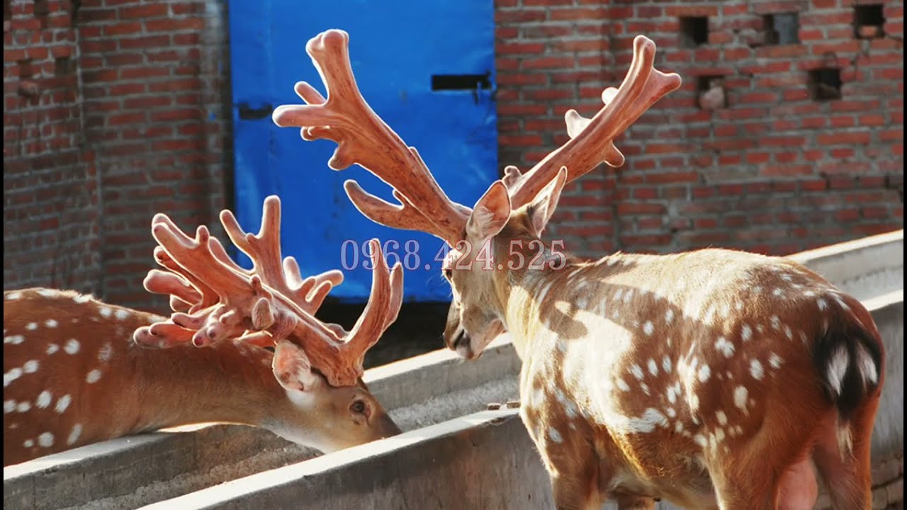 Hươu giống miền bắc tại trại hươu nhật thuận