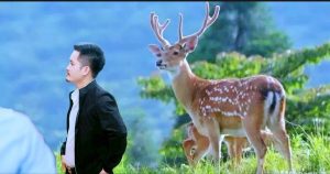 chế đố chăn sóc hươu sao và thức ăn chủ yếu của hươu sao giống