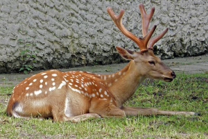 Các chú hươu giống ở Nghệ An có khả năng chống chọi thời tiết tốt