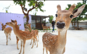 Các chủ nuôi nên nắm thông tin chọn hươu giống Hương Sơn