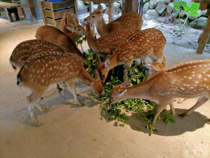 Các hộ nên chú ý khảo sát giá hươu giống kỹ càng trước khi mua