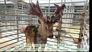 Chăn nuôi nai là một trong những ngành phát triển