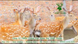 Hươu sao thuần chủng là loài vật có thể trạng khỏe mạnh và rất ít khi bị dịch bệnh