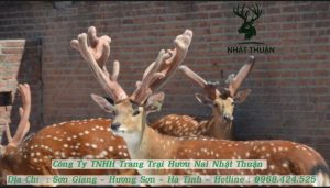 Địa chỉ mua hươu giống uy tín nhất trên thị trường