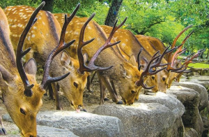 Đồng thời người chăn nuôi cũng cần bổ sung thêm các chất khoáng cho hươu