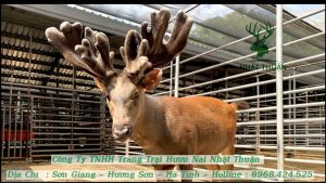 Giá của hươu giống cũng phụ thuộc vào từng thời kỳ khác nhau