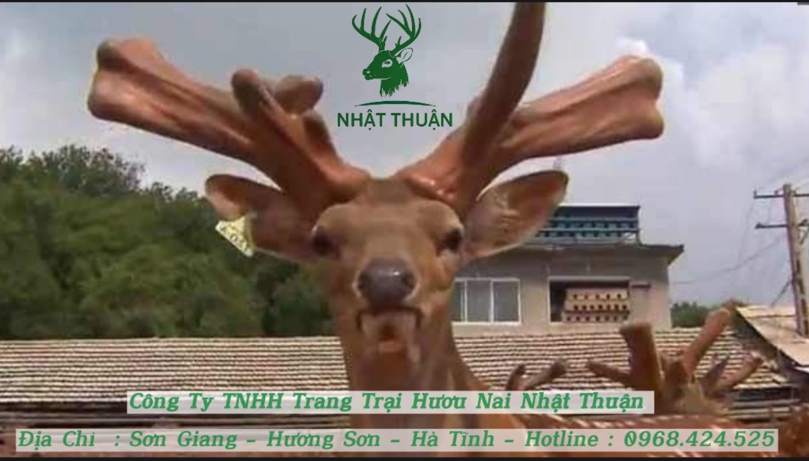 Hình dáng, đặc điểm nhận dạng của hươu rừng cơ bản