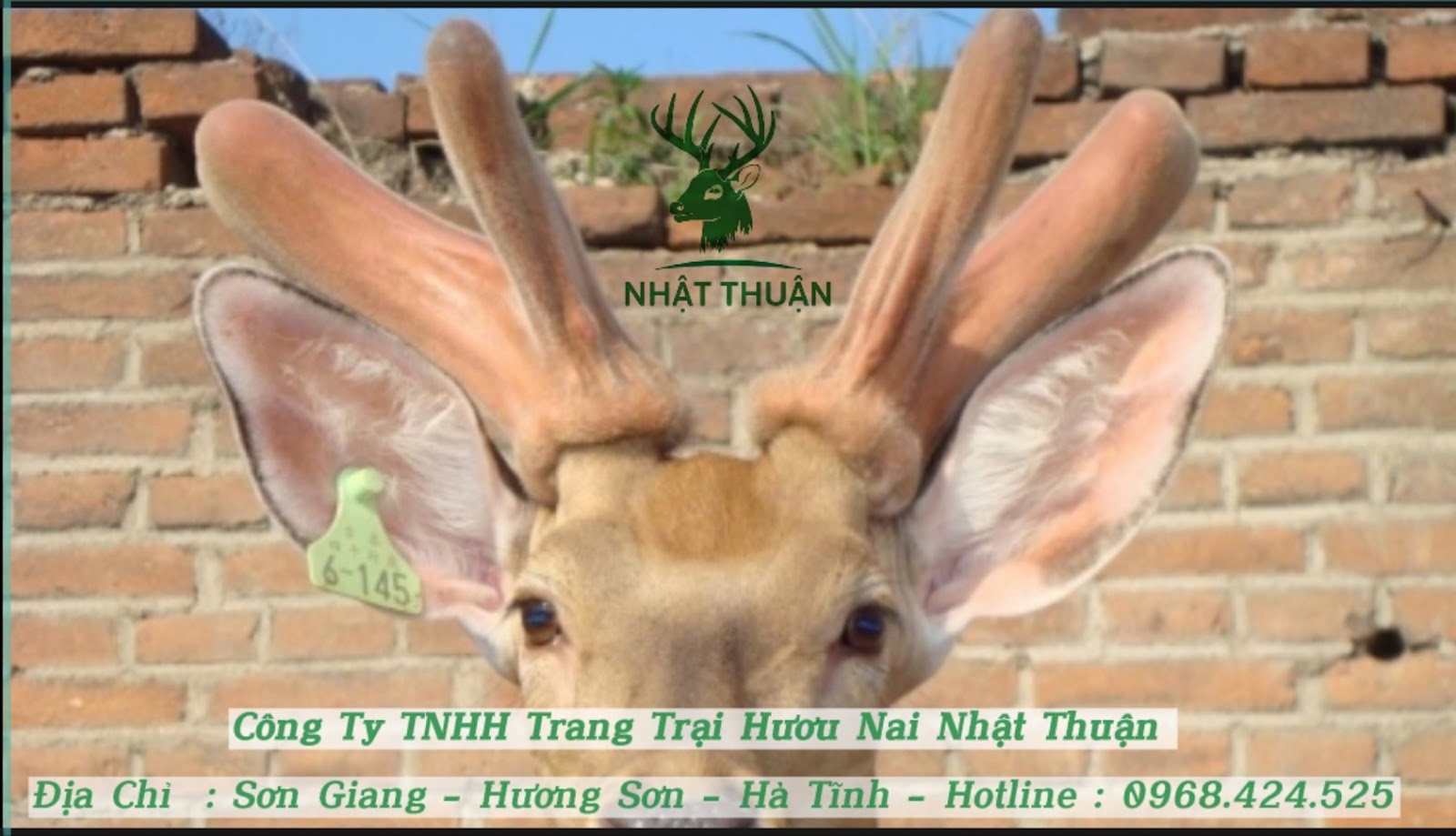 Hươu rừng thuộc lớp có vít và là bộ guốc chẵn