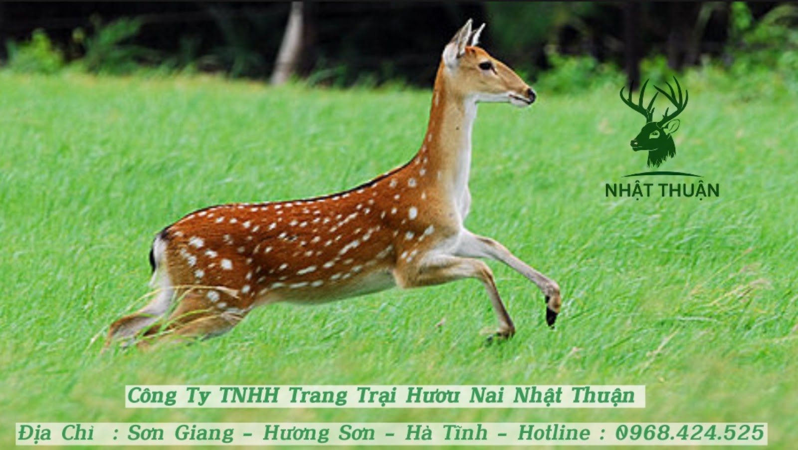 Hươu rừng trên thị trường có giá bán như thế nào?