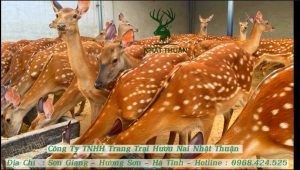 Trong thời gian chờ giao phối bạn nên cho hươu cái ăn thức ăn chứa nhiều dinh dưỡng