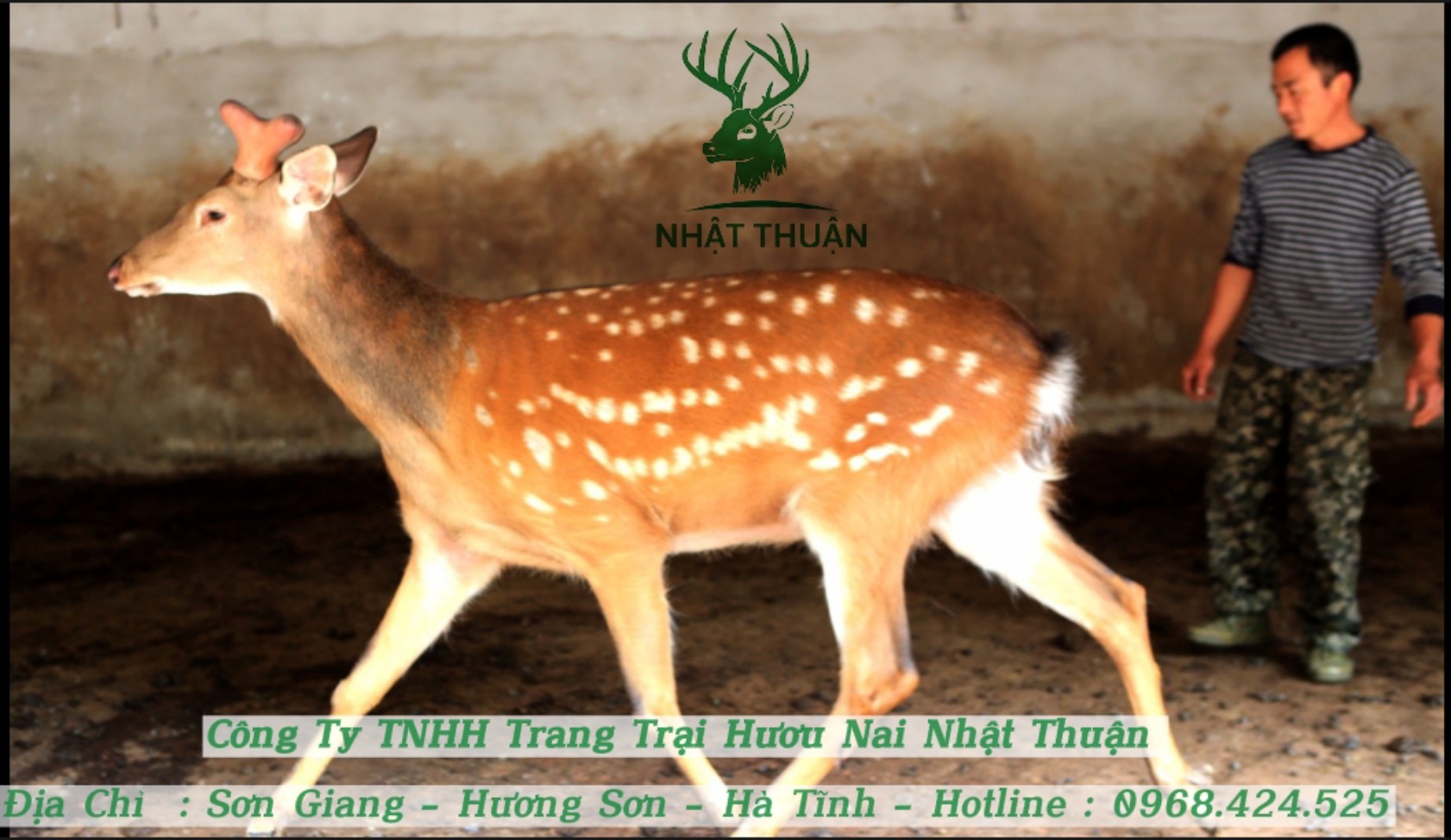 Thời gian động dục của hươu sao sẽ kéo dài từ giữa mùa hạ đến cuối mùa đông hàng năm Thời gian động dục của hươu sao sẽ kéo dài từ giữa mùa hạ đến cuối mùa đông hàng năm