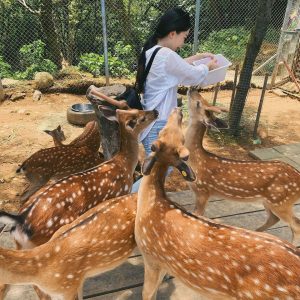 giá hươu giống miền bắc