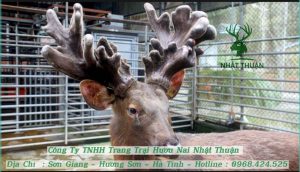 Lựa chọn giống vô cùng quan trọng trong khâu chọn mụa 