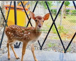 Nghề nuôi hươu ở Đồng Nai phát triển mạnh mẽ