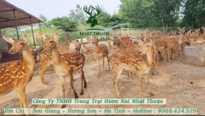 Nguồn gốc của hươu nuôi lấy nhung ở Bình Định