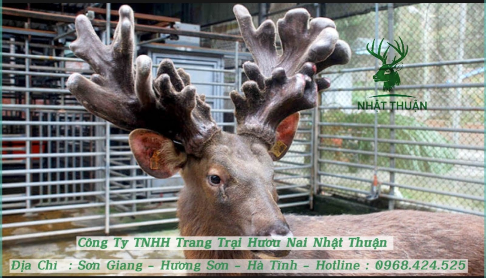 Thời tiết và khí hậu nuôi hươu ở miền Bắc