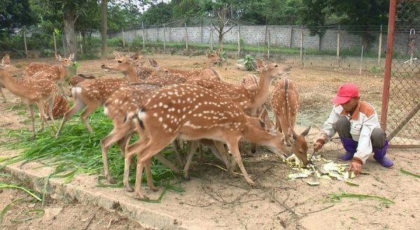 Việc chọn mua hươu giống ở Nghệ An phát triển mạnh