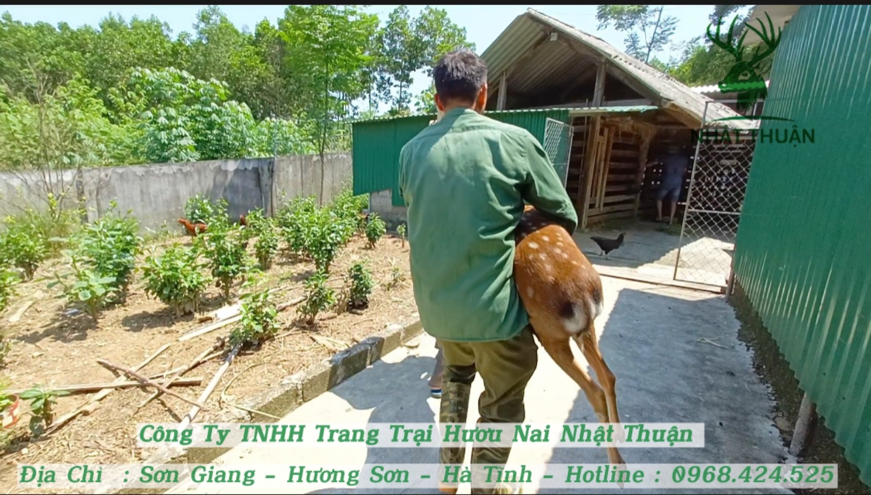 Giá hươu giống thuần chủng đắt hơn hươu lai tạp Giá hươu giống thuần chủng đắt hơn hươu lai tạp