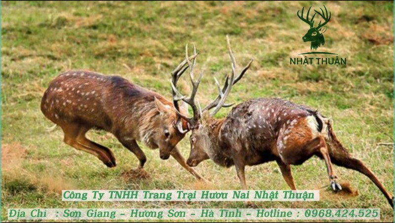 Hươu Yezo sika có nguồn gốc từ Nhật Bản Hươu Yezo sika có nguồn gốc từ Nhật Bản
