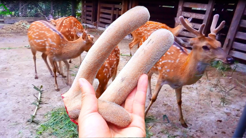 Nhung hươu có nhiều giá trị tốt cho sức khỏe Nhung hươu có nhiều giá trị tốt cho sức khỏe