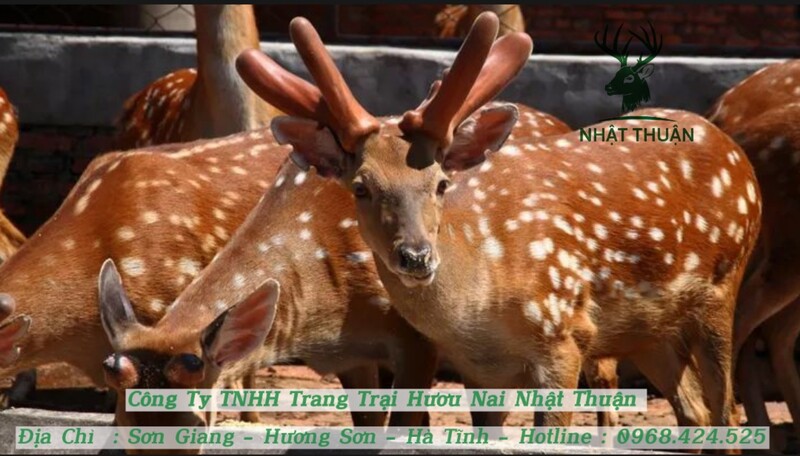 Nhật Thuận là địa chỉ uy tín cung cấp các loại giống hươu sao Nhật Thuận là địa chỉ uy tín cung cấp các loại giống hươu sao