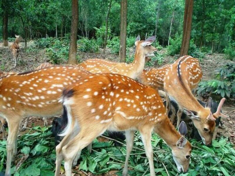 Nuôi hươu giúp mang lại thu nhập cho người nông dân Nuôi hươu giúp mang lại thu nhập cho người nông dân