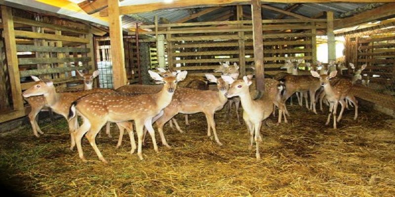 Cách làm chuồng khi nuôi hươu nai Cách làm chuồng khi nuôi hươu nai