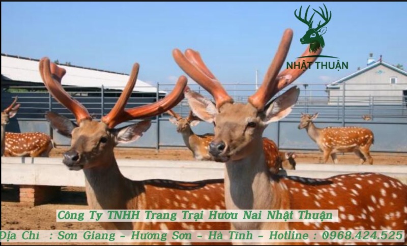 Hươu giống được nhân viên theo dõi sức khỏe thường xuyên Hươu giống được nhân viên theo dõi sức khỏe thường xuyên