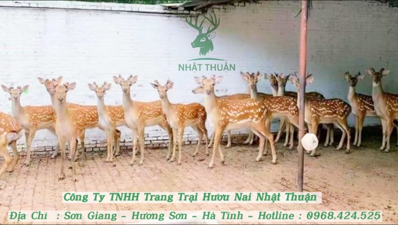Giá hươu giống miền Bắc phụ thuộc vào tuổi đời của con giống Giá hươu giống miền Bắc phụ thuộc vào tuổi đời của con giống