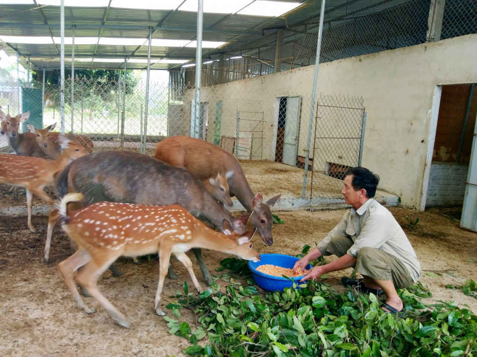 Trại hươu nai Nhật Thuận hướng dẫn kỹ thuật chăn nuôi hươu giống chuyên nghiệp cho bà con nông dân Trại hươu nai Nhật Thuận hướng dẫn kỹ thuật chăn nuôi hươu giống chuyên nghiệp cho bà con nông dân