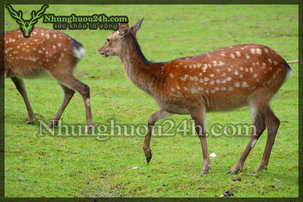 Trại hươu nai Nhật Thuận bán hươu giống chất lượng số 1 Trại hươu nai Nhật Thuận bán hươu giống chất lượng số 1