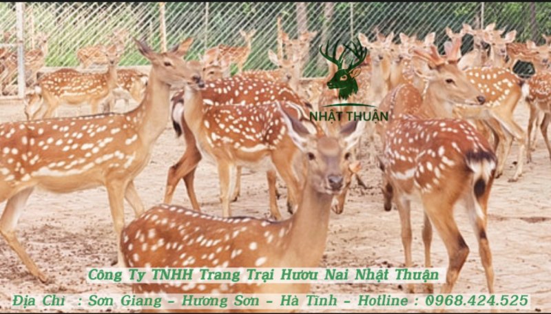 Trại hươu giống Nhật Thuận cung cấp con giống với giá cả hợp lý Trại hươu giống Nhật Thuận cung cấp con giống với giá cả hợp lý