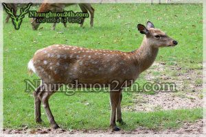 Bạn hãy mua hươu giống tại các trang trại uy tín