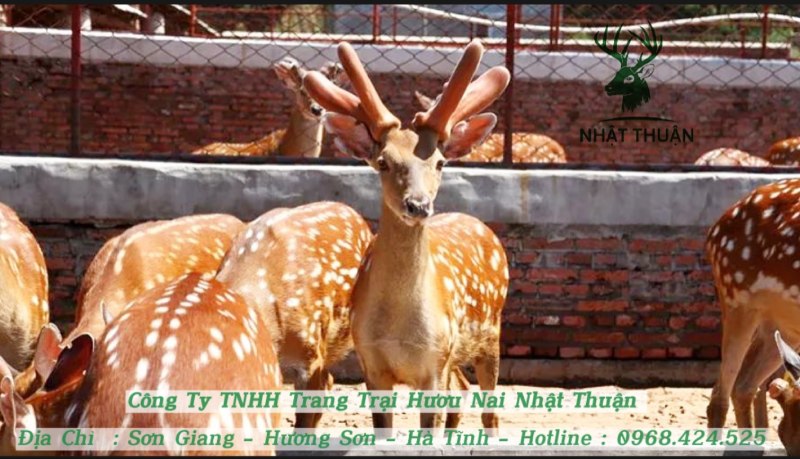 Hươu giống đực có giá cao hơn hươu giống cái