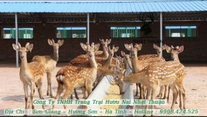 Bạn nên mua hươu sao đã được tiêm phòng đầy đủ tại nơi uy tín nhất