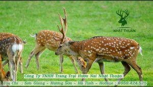 Hươu sao đực được nuôi để lấy nhung hươu có giá bán cao hơn hươu sao cái