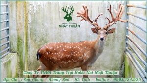 Hươu sao Việt Nam có nguồn gốc ở Đông Nam Á