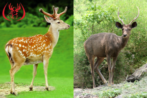 Hươu sao và nai có đặc điểm ngoại hình khác nhau