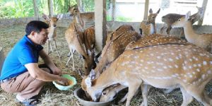 Nuôi hươu có dễ không?