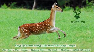 Nuôi hươu thả vườn giúp giảm thiểu chi phí và thời gian chăm sóc