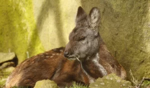 Hươu xạ Việt Nam có đầu dài, mõm tròn, tai to