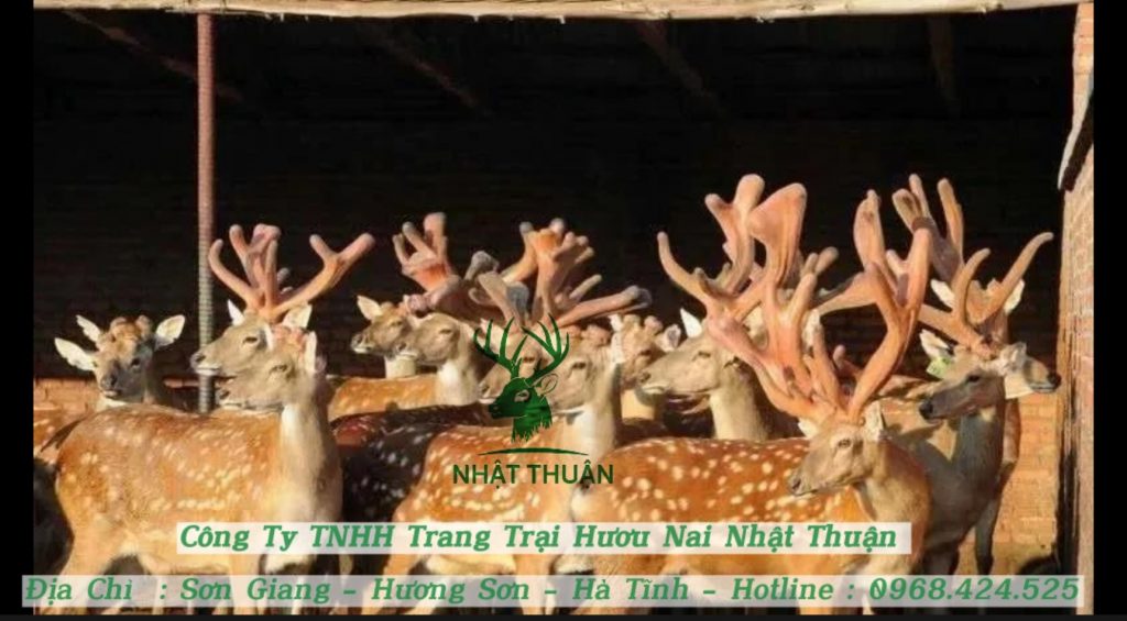Hươu sao giống đạt tiêu chuẩn chất lượng cao