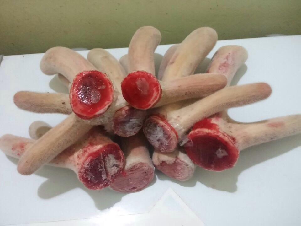 Nhật Thuận bán nhung hươu chất lượng cao Nhật Thuận bán nhung hươu chất lượng cao