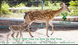 Hươu mẹ dạy con tập chạy một cách thuần thục