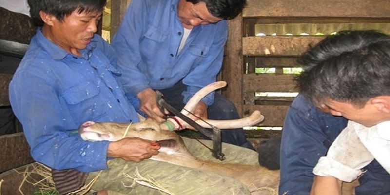 Làm cách nào thu hoạch nhung hươu sao? Làm cách nào thu hoạch nhung hươu sao?