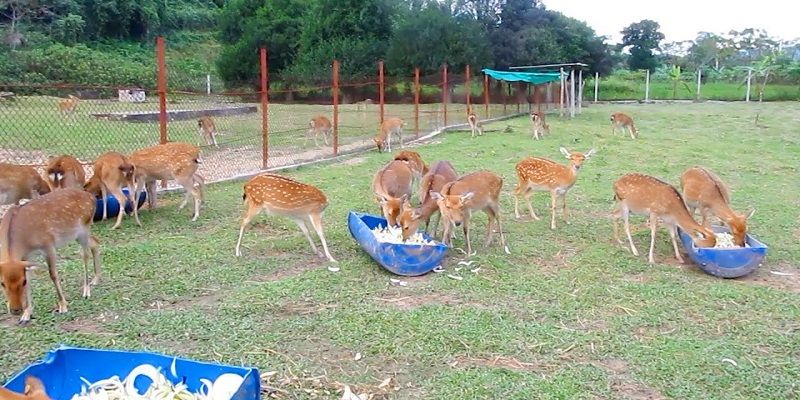 Cách nuôi hươu với thức ăn tinh Cách nuôi hươu với thức ăn tinh