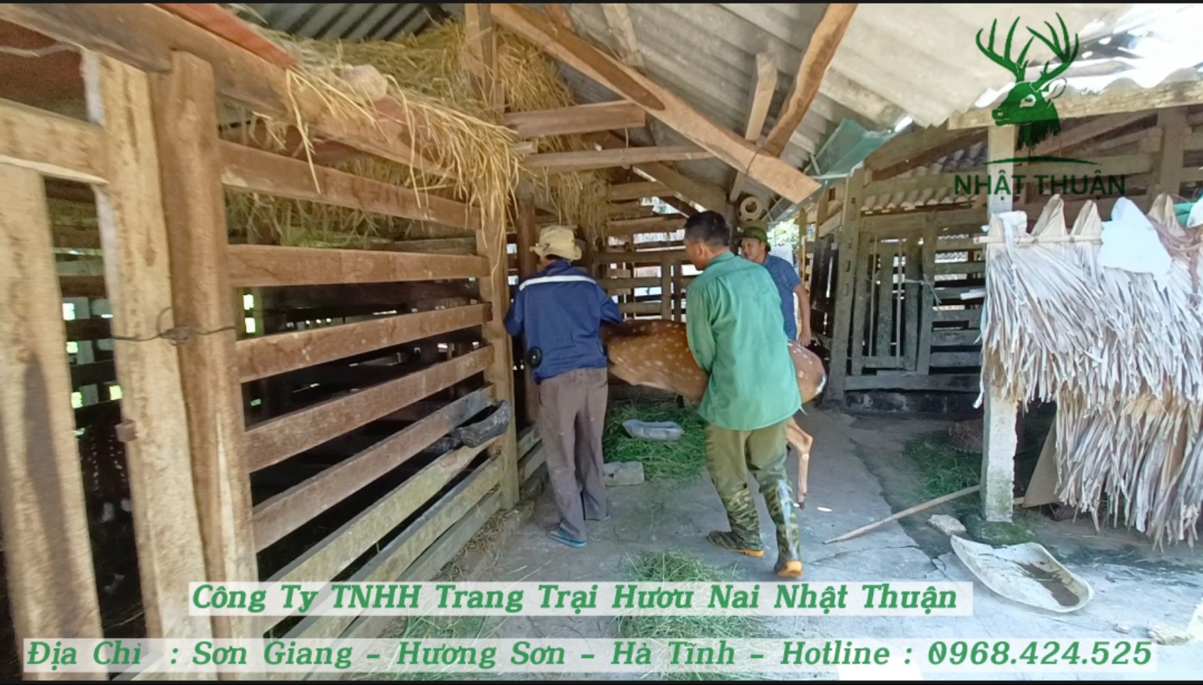 Ưu tiên trang trại cung cấp hươu giống uy tín Ưu tiên trang trại cung cấp hươu giống uy tín