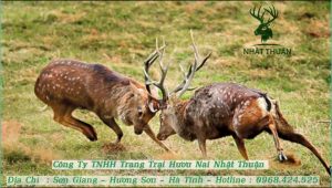 Lộc nhung hươu chứa rất nhiều dưỡng chất quý giá cho sức khỏe