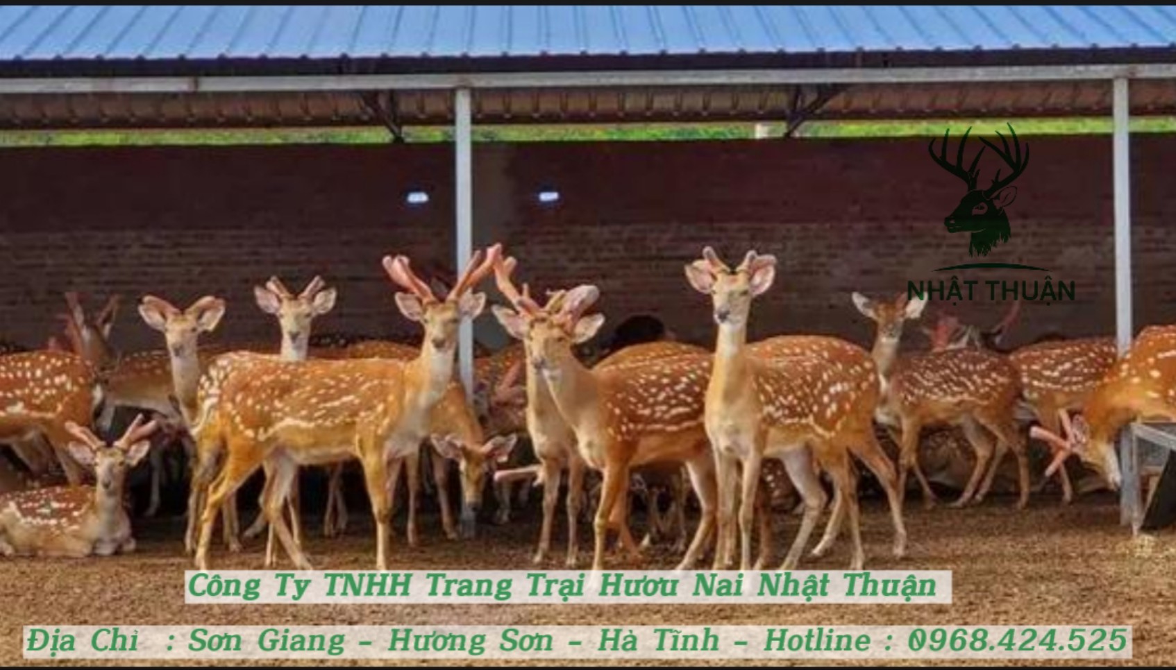Trang trại Nhật Thuận chuyên cung cấp mọi giống hươu sao, nai con giống